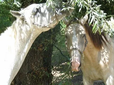Le Ranch du Bel Air à Labretonie, Lot-et-Garonne (47)
