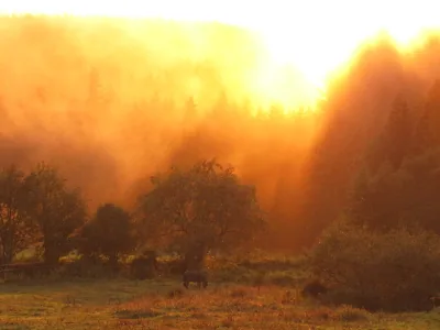 Les Paddocks à Vollore-Montagne, Puy-de-Dôme (63)