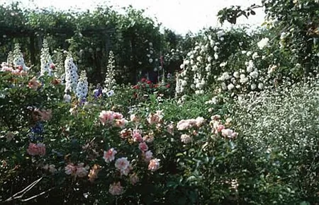 Le Jardin des Rosiers à La Puye, Vienne (86)