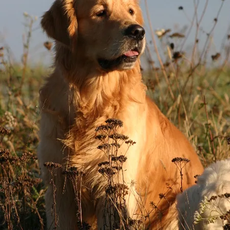 Les Golden Retrievers d'Escolore à Bongheat, Puy-de-Dôme (63)