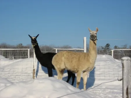 Les Lamas de Brossac à Brossac, Charente (16)