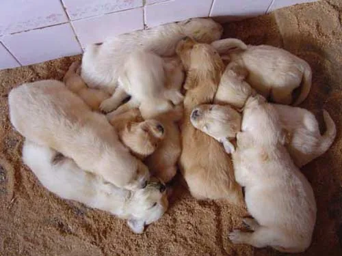 Le Pré du Bonheur - élevage canin à Billy-lès-Chanceaux, Côte-d'Or (21)