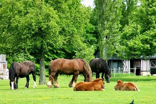 Les Attelages de la Ferme de Beaulieu à Lieurey, Eure (27)