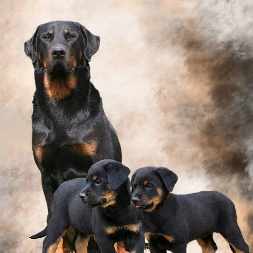 Les Beaucerons de Kalodé à Bazouges-sur-le-Loir, Sarthe (72)