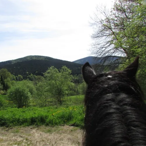 Les Paddocks à Vollore-Montagne, Puy-de-Dôme (63)