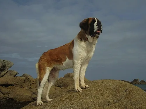 Les Saint-Bernard des Légendes de Bretagne à Saint-Servais, Finistère (29)