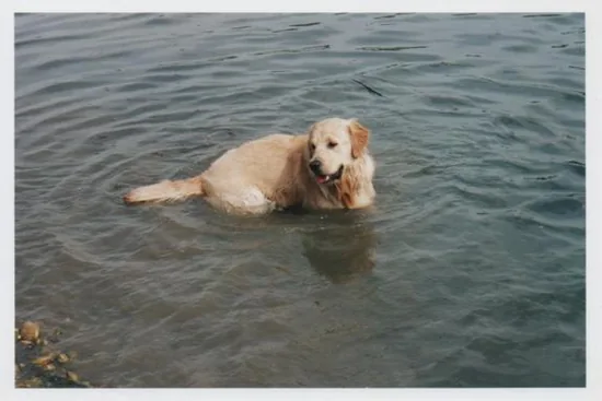 Noock, bon bain ! 