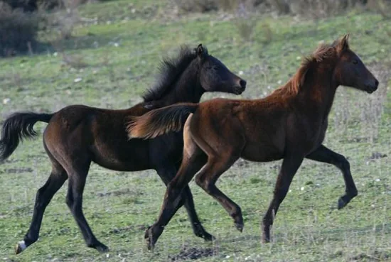 Les Chevaux de Suleiman à Châteaudouble, Var (83)