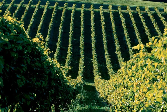 Les Etapes du Cognac à Cognac, Charente (16)