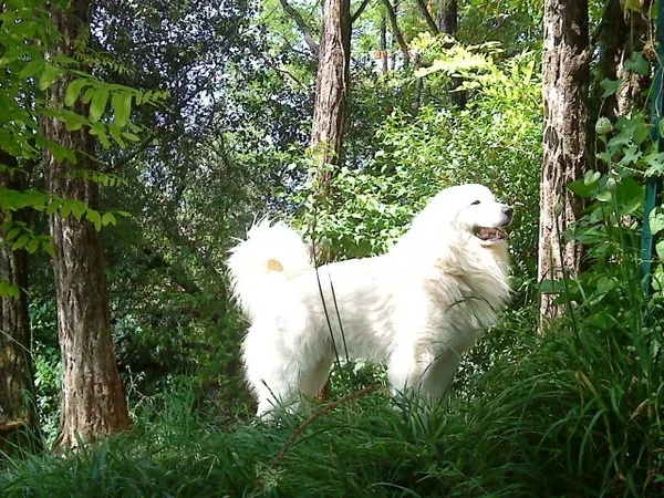 Le Haras de Chante-Neige à Mauléon-Licharre, Pyrénées-Atlantiques (64)