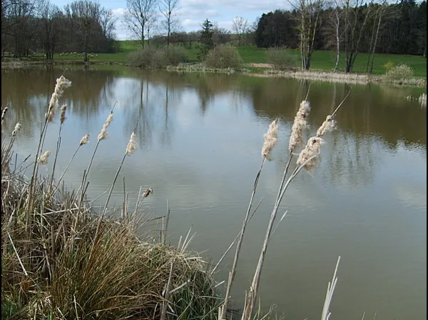 Les 4 Etangs à Ménil-sur-Belvitte, Vosges (88)