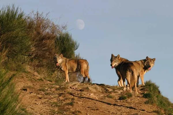 Les Loups du Gevaudan à Saint-Léger-de-Peyre, Lozère (48)