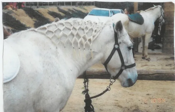 Les Poneys du Verderet à Sainte-Maxime, Var (83)