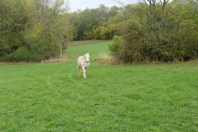 Le Haras de la Colline à Thorey-Lyautey, Meurthe et Moselle (54)