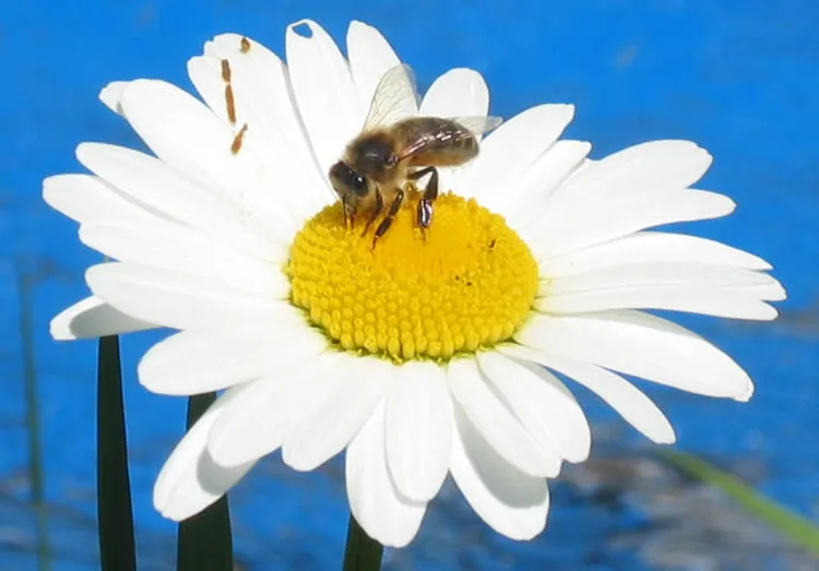 Le Monde des Abeilles à Saint-Saturnin, Cantal (15)