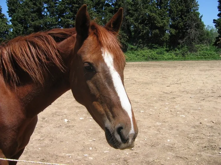 Les Alpilles à Cheval à Fontvieille, Bouches-du-Rhône (13)