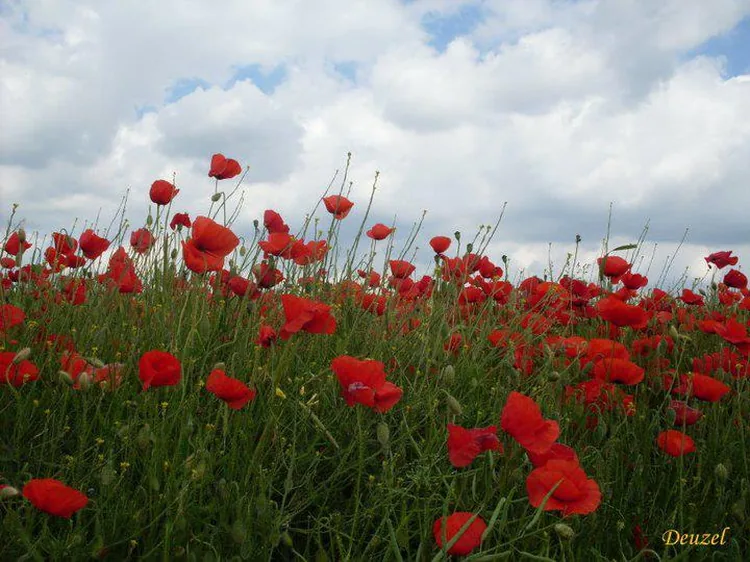 Les Couleurs Picardes à Aubigny, Somme (80)