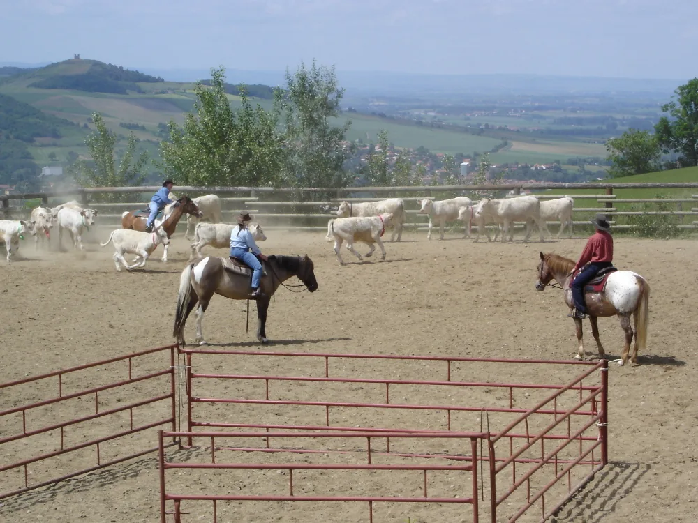 Mathew'S Ranch - Équitation Western à Montmorin, Hautes-Alpes (05)