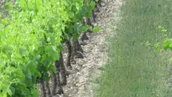 Mas Pouperas à Vaison-la-Romaine, Vaucluse (84)