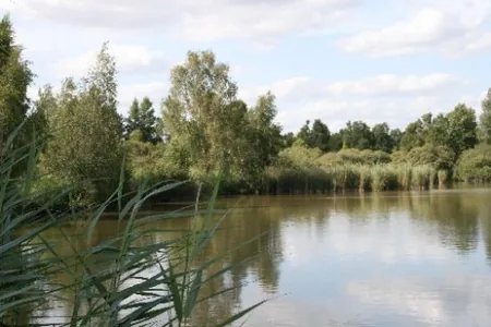 Marais de Saint-Gond à Reuves, Marne (51)
