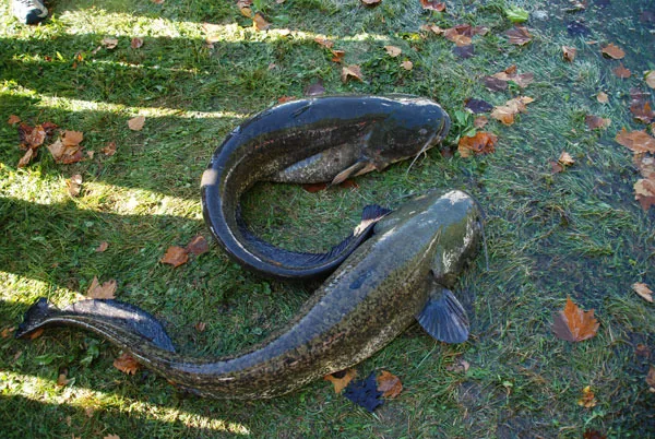 Mâcon Centre de Pêche au Gros à Mâcon, Saône-et-Loire (71)