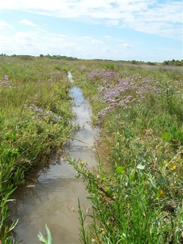 Marais du Conseiller à Le Verdon-sur-Mer, Gironde (33)