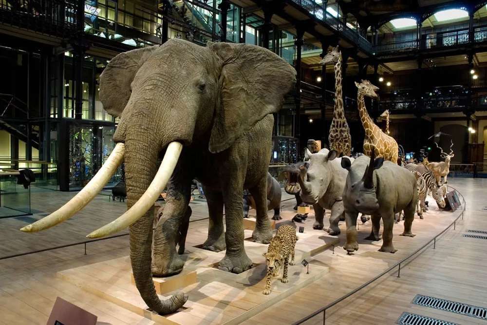 Caravane africaine - Grande Galerie de l'Évolution © MNHN - Patrick Lafaite 