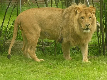 Naturzoo de Mervent à Mervent, Vendee (85)