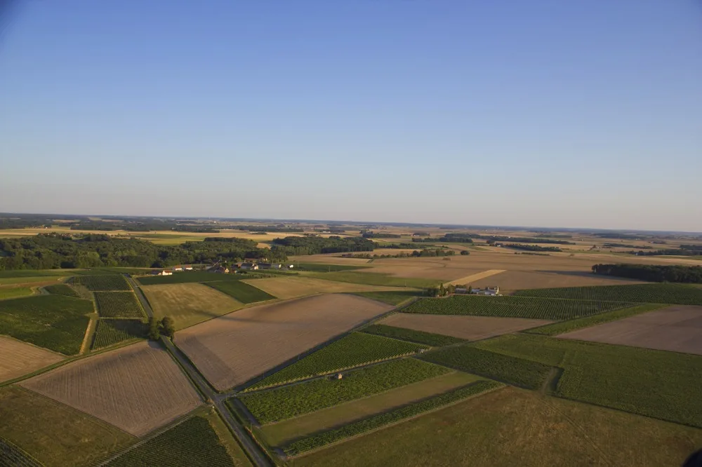 Coteaux de la vallée du Cher, vignobles