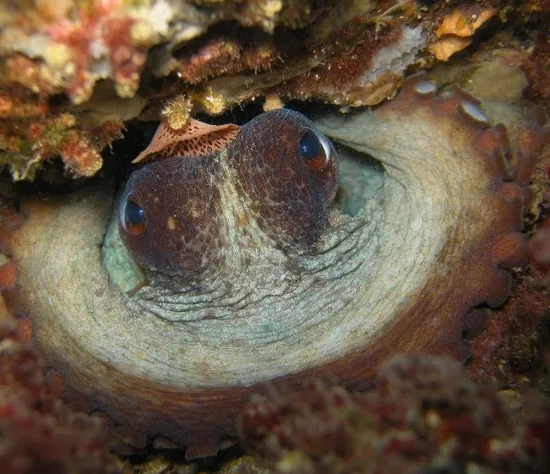 Octopussy Plongée à Saint-Tropez, Var (83)