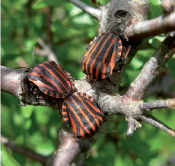 Office pour les Insectes et leur Environnement à Guyancourt, Yvelines (78)