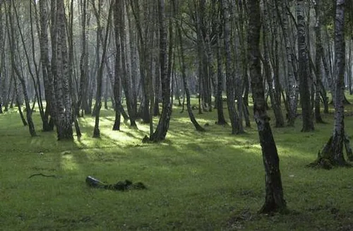 Office National des forêts à Sonchamp, Yvelines (78)