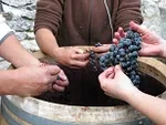 Organic Wine Tours à Ternand, Rhône (69)