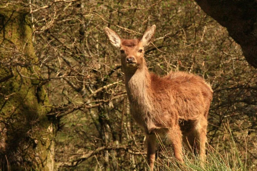 Parc Aquanature du Stérou à Priziac, Morbihan (56)