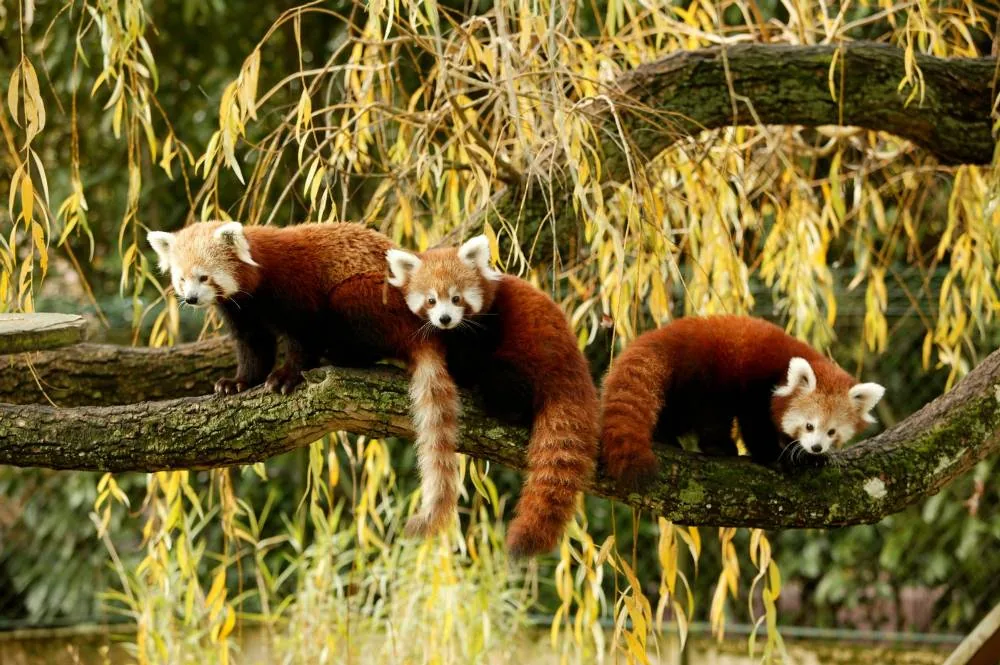 Bébés Pandas Roux en Jardin Zoologique