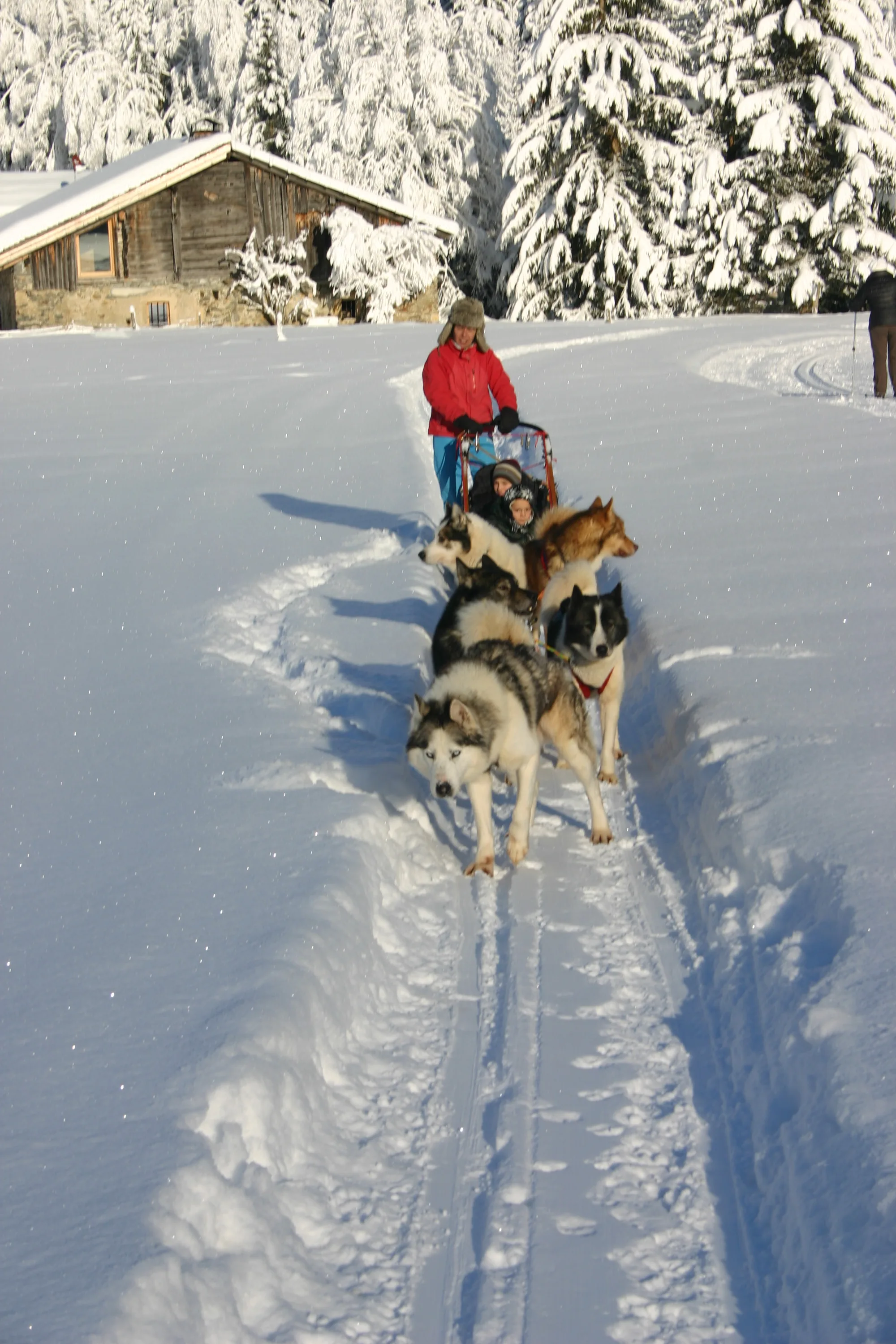 Parc du Chien Polaire à Les Contamines-Montjoie, Haute-Savoie (74)