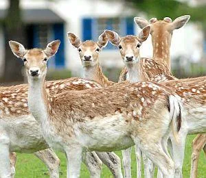 Parc Animalier du Quinquis à Clohars-Carnoët, Finistère (29)