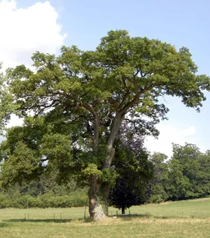 Parc du Château à Craon, Mayenne (53)