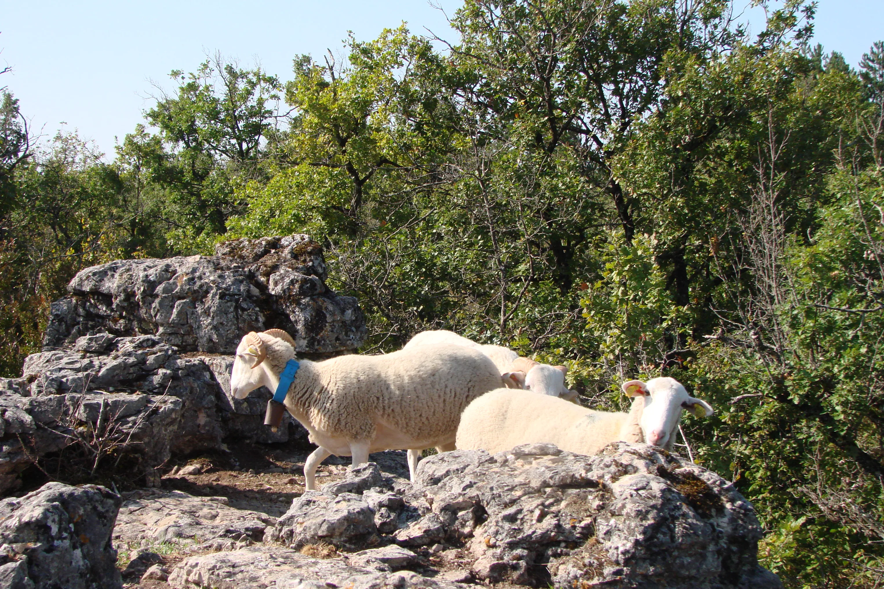 Parc le Theil à Le Caylar, Hérault (34)