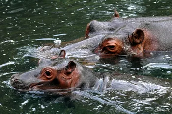 Parc Zoologique du Bois d'Attilly à Ozoir-la-Ferrière, Seine-et-Marne (77)