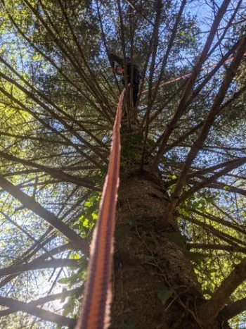 Pass a Gé - Grimpe d'Arbre à Gérardmer, Vosges (88)