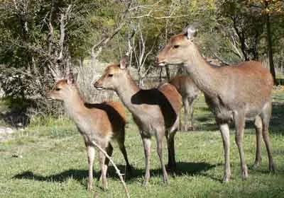 Parc Animalier - La Vallée Sauvage à Saint-Geniez, Alpes-de-Haute-Provence (04)