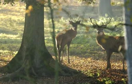 Parc Animalier de Roumare à Roumare, Seine-Maritime (76)