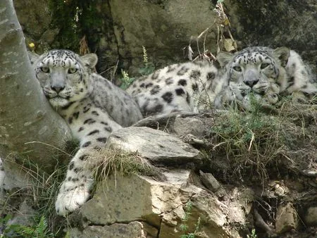 Parc Animalier du Cezallier à Ardes-sur-Couze, Puy-de-Dôme (63)