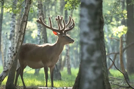 Parc naturel régional de la Haute Vallée de Chevre à Chevreuse, Yvelines (78)