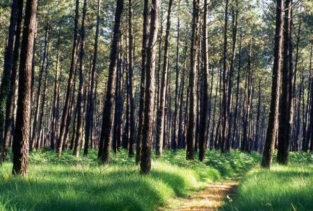 Parc Naturel Régional des Landes de Gascogne à Belin-Béliet, Gironde (33)