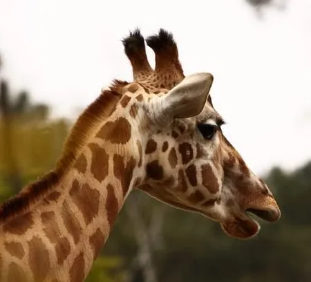 Parc Zoologique de la Fléché à La Flèche, Sarthe (72)