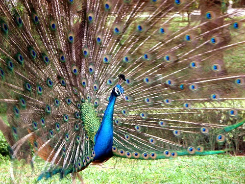 Parc Animalier Domestique à Gréoux-les-Bains, Alpes-de-Haute-Provence (04)
