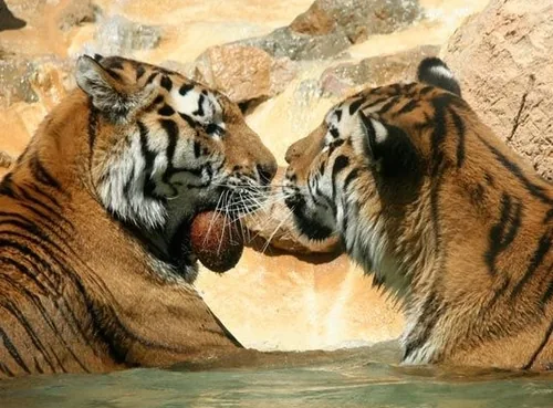 Parc Zoologique de la Barben à La Barben, Bouches-du-Rhône (13)