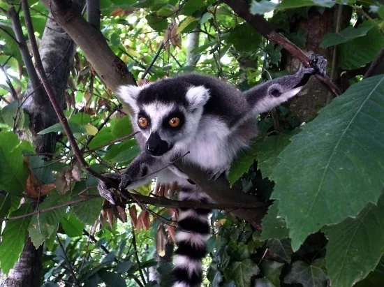 Parc Zoologique de la Boissiere du Doré à La Boissière-du-Doré, Loire-Atlantique (44)